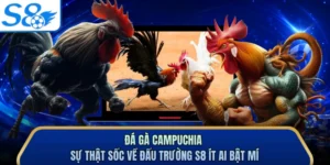 Đá Gà Campuchia - Sự Thật Sốc Về Đấu Trường S8 Ít Ai Bật Mí