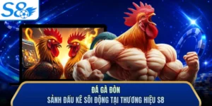 Đá Gà Đòn - Sảnh Đấu Kê Sôi Động Tại Thương Hiệu S8