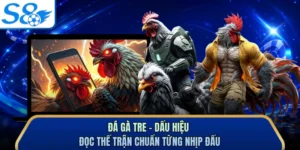 Đá Gà Tre - Dấu Hiệu Đọc Thế Trận Chuẩn Từng Nhịp Đấu